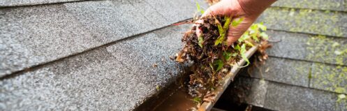 A male hand is cleaning a house roof eave copper rain gutter which is filled with plant debris and some growing plants. Some water has accumulated in the gutter and moss is growing on the background shingles.
