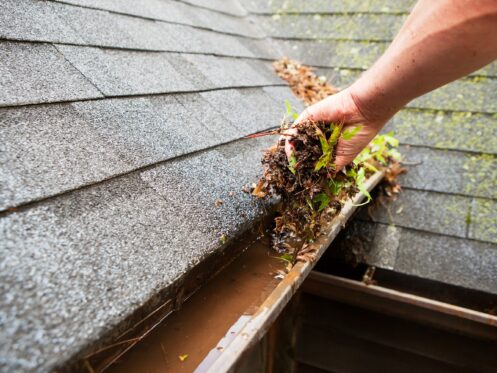 A male hand is cleaning a house roof eave copper rain gutter which is filled with plant debris and some growing plants. Some water has accumulated in the gutter and moss is growing on the background shingles.